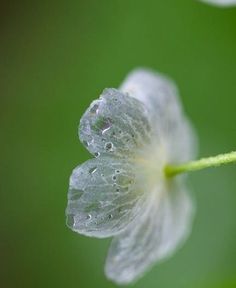 a flower with water droplets on it's petals