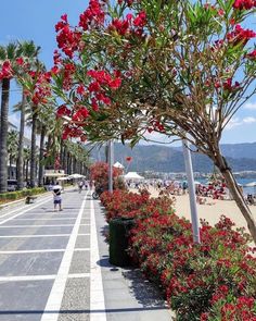 red flowers line the side of a street lined with palm trees