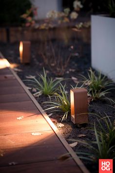 some plants and lights in the ground