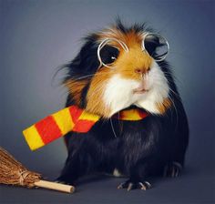 a brown and black guinea pig wearing glasses with a broom in front of its face