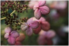 pink flowers are blooming in the garden