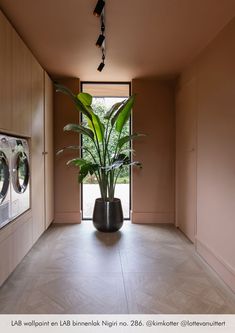 a plant in a black pot on the floor next to a washer and dryer