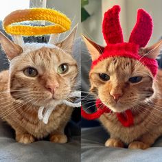 two cats wearing bunny ears and knitted hats