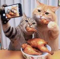 a cat taking a selfie with its cell phone while another cat eats chicken from a bowl