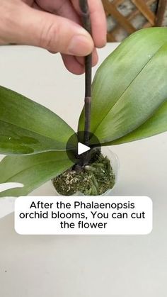 a person is holding a plant with leaves in it and the caption reads, after the phalenopis orchid blooms, you can cut the flower