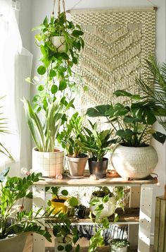 various houseplants and plants in pots on a shelf