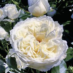 white roses are blooming in the garden