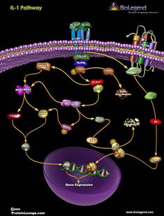 a diagram showing the structure of an animal cell