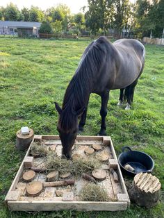 a horse eating grass from a tray in the middle of a field with logs on it