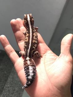 a small lizard sitting on top of a persons hand