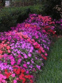 many different colored flowers in the grass