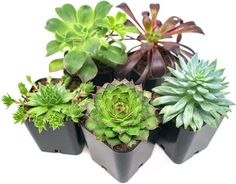 there are many different types of plants in the potted planter on the white background