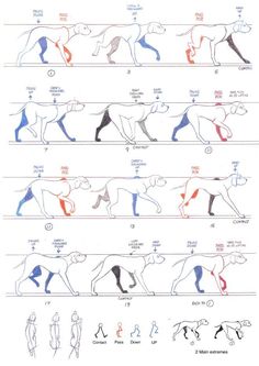 an image of different types of dogs and their positions in the same drawing technique on paper