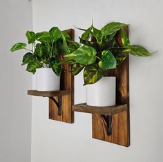 two potted plants sitting on wooden shelves next to each other