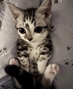 a small kitten sitting on top of a bed