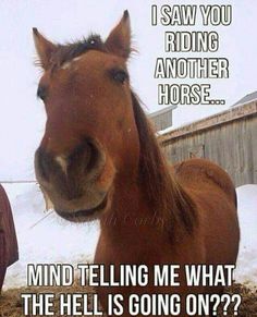 a brown horse standing in the snow next to a fence with text that reads, i saw you riding another horse mind telling me what the hell is going on??