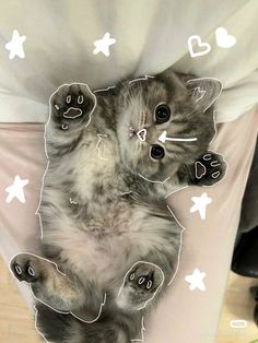 Kitten Cute, Kitty Pryde, Cat Doodle, Little Animals, Cute Little Kittens, Silly Cats Pictures, Cute Cat Wallpaper, Cute Cats Photos, Cat Icon