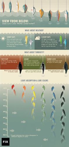 the different types of fish are shown in this graphic diagram, which shows how they look like