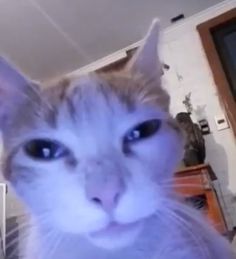 a close up of a cat looking at the camera