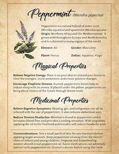 Witch Plants: Herbs & Recipes Every Witch Should Know – Spells8 Herbs Recipes, Visions Of The Future, Green Witchcraft, Herb Recipes, Magical Herbs, Book Of Shadow