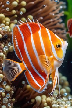 an orange and white fish swimming on top of some corals in the ocean with bubbles