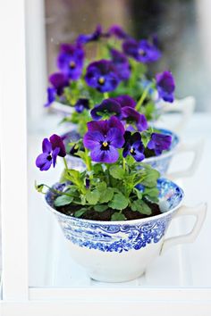 purple pansies are in blue and white bowls