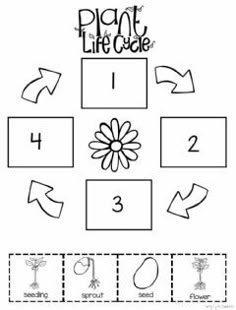 the plant life cycle worksheet for kids to learn how to grow and cut flowers