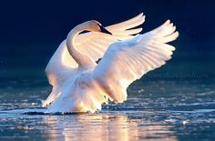 a white swan flaps its wings while swimming in the water at night with it's wings spread wide open