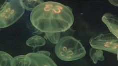 some very pretty looking jellyfish in the water