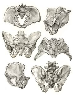 some drawings of the bones of different animals