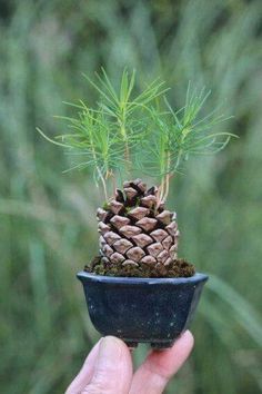 a small pine cone sitting on top of a black bowl filled with dirt and grass