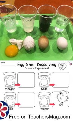 an egg shell dissolving science experiment for kids