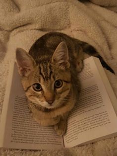 a cat is laying on top of an open book and looking up at the camera