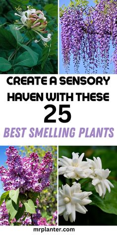 A sensory garden showcasing the 25 best smelling plants for your yard. Best Smelling Flowers, Bungalow Decor, Smelling Flowers, Summer Flowers Garden, Potted Plants Outdoor, Fragrant Garden, Sensory Garden, Plants Outdoor, Fragrant Plant