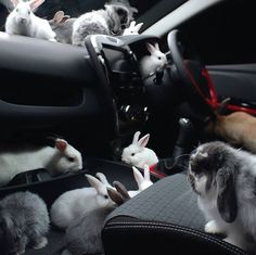 rabbits are sitting in the back seat of a car