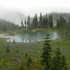 a lake surrounded by trees and flowers in the middle of a field with foggy sky