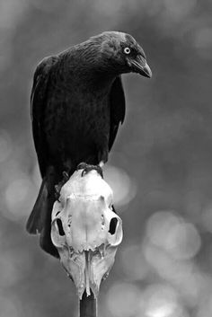 a black bird sitting on top of a skull