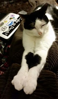 a black and white cat laying on top of a couch