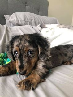 a brown and black dog laying on top of a bed