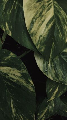 a close up view of some green leaves