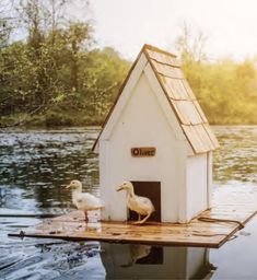 two ducks standing on top of a floating house