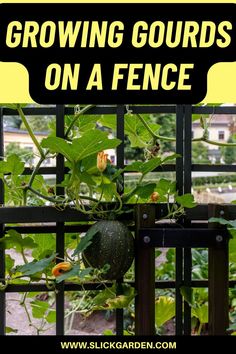 growing gourds on a fence with the words growing gourds on a fence