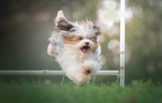 a small dog is running in the grass near a pole with its mouth open and tongue out