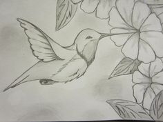 a pencil drawing of a hummingbird and flowers