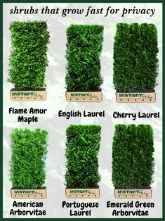 the different types of shrubs that grow fast for privacy in your yard, garden or backyard