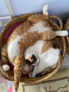 an orange and white cat curled up in a basket