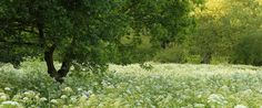 an open field with lots of green trees and white flowers