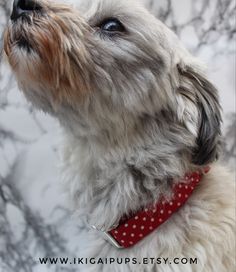 a small white dog wearing a red polka dot collar looking up at something in the sky