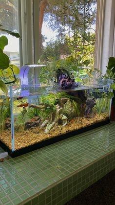 a fish tank filled with plants on top of a window sill