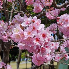 pink flowers are blooming on the branches of trees